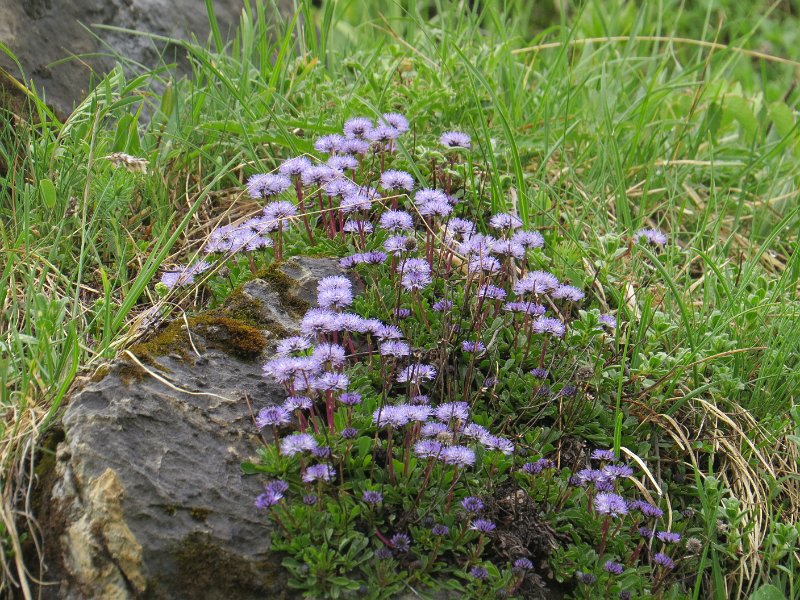 (17) Matted Globularia (Globularia cordifolia).JPG